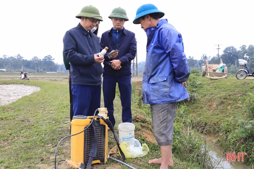 Hương Sơn gieo cấy gần 1.000ha lúa xuân