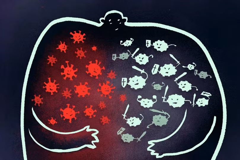Trận chiến giữa virus và hệ miễn dịch vô cùng tàn khốc, tế bào xung quanh bị “vạ lây”. Đồ họa: South China Morning Post . Trận chiến khốc liệt giữa hệ miễn dịch người với virus corona