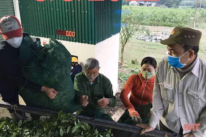 Người dân vùng thượng Kỳ Anh thắng lợi vụ chè đầu năm