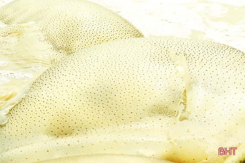 Ngư dân Nghi Xuân vào mùa đánh bắt sứa