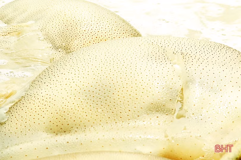 Ngư dân Nghi Xuân vào mùa đánh bắt sứa