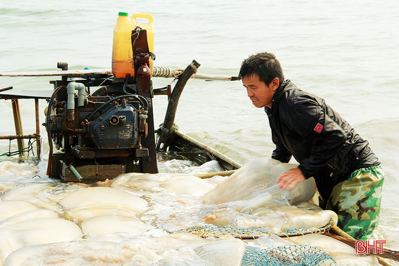 Ngư dân Nghi Xuân vào mùa đánh bắt sứa
