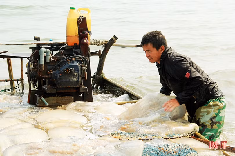Ngư dân Nghi Xuân vào mùa đánh bắt sứa