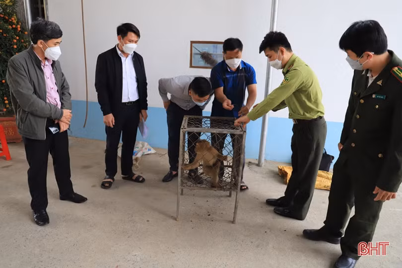 Người đàn ông ở Nghi Xuân bàn giao các cá thể động vật quý hiếm để thả về tự nhiên
