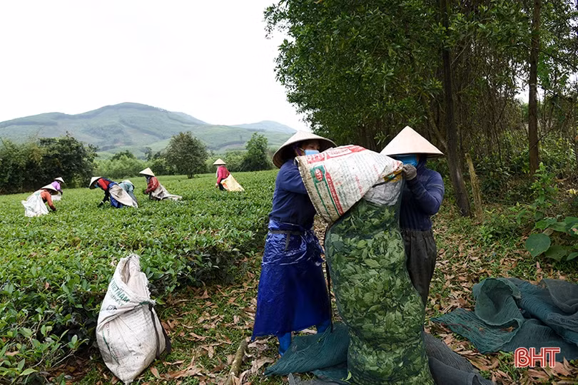 Người dân vùng thượng Kỳ Anh thắng lợi vụ chè đầu năm