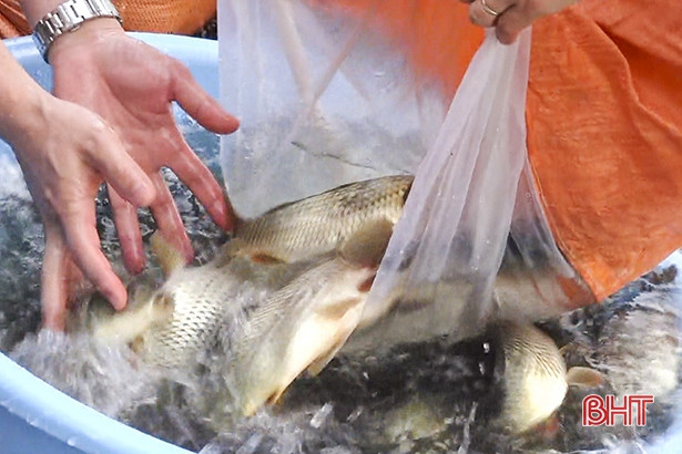 Thả gần 1,3 tấn cá tái tạo nguồn lợi thuỷ sản hồ Kẻ Gỗ