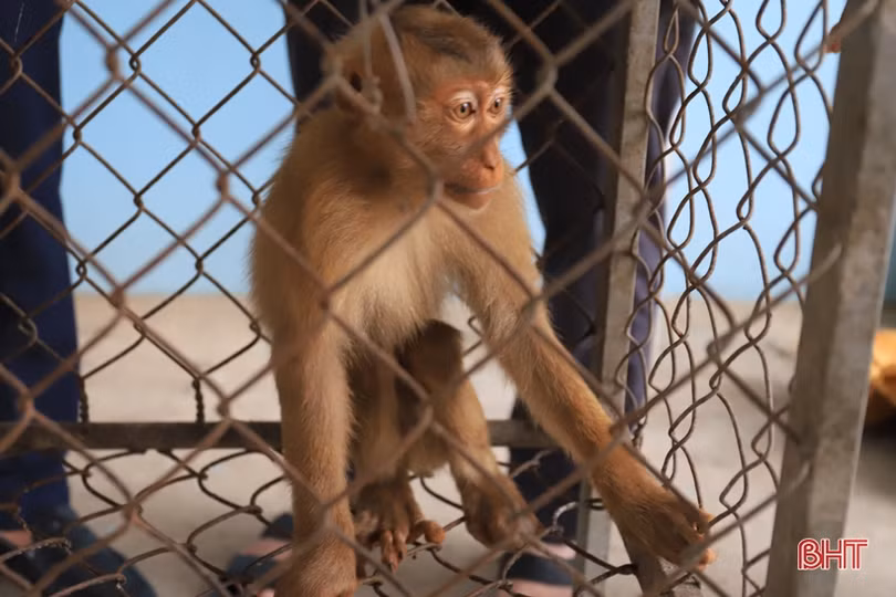 Người đàn ông ở Nghi Xuân bàn giao các cá thể động vật quý hiếm để thả về tự nhiên