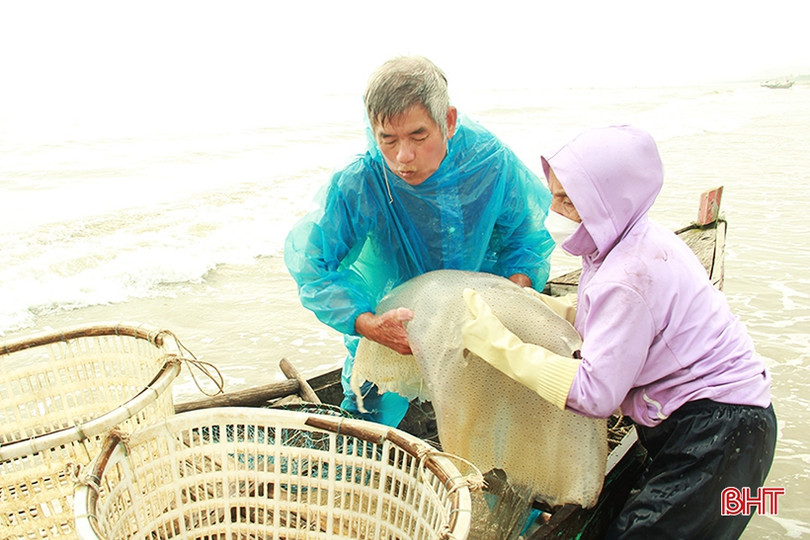 Ngư dân Nghi Xuân vào mùa đánh bắt sứa
