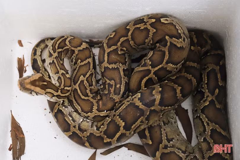 Người đàn ông ở Nghi Xuân bàn giao các cá thể động vật quý hiếm để thả về tự nhiên