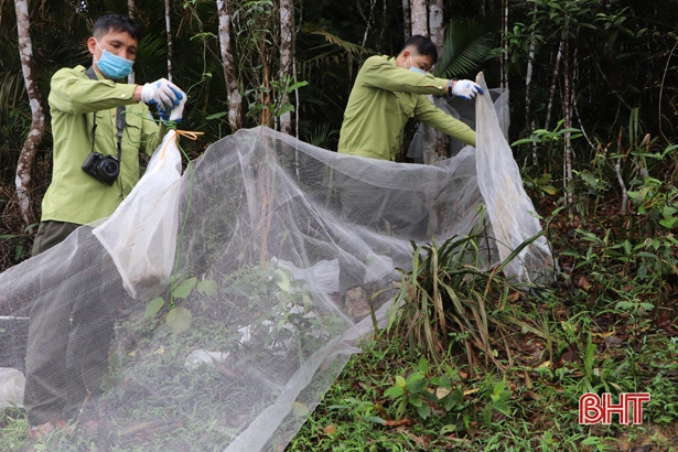 Vườn Quốc gia Vũ Quang tiếp nhận và tái thả 39 cá thể động vật hoang dã