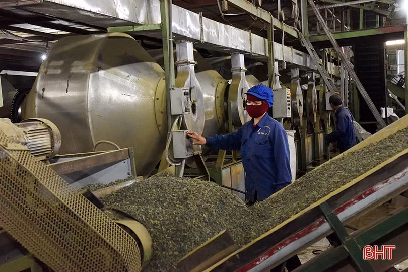 Người dân vùng thượng Kỳ Anh thắng lợi vụ chè đầu năm