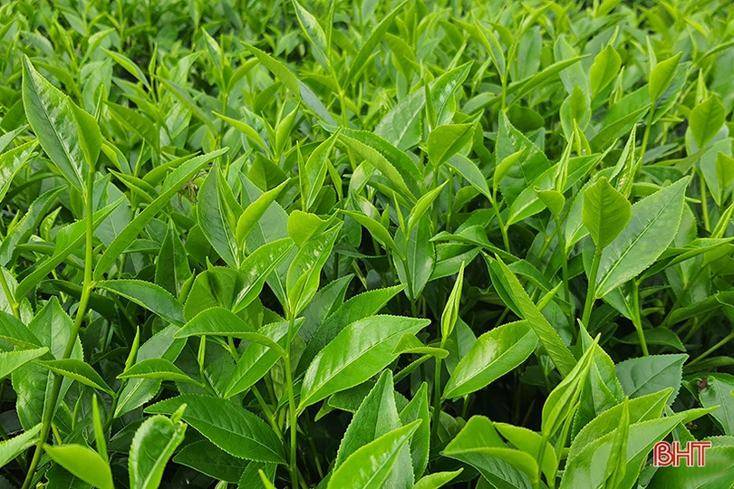 Người dân vùng thượng Kỳ Anh thắng lợi vụ chè đầu năm ảnh 2 Người dân vùng thượng Kỳ Anh thắng lợi vụ chè đầu năm