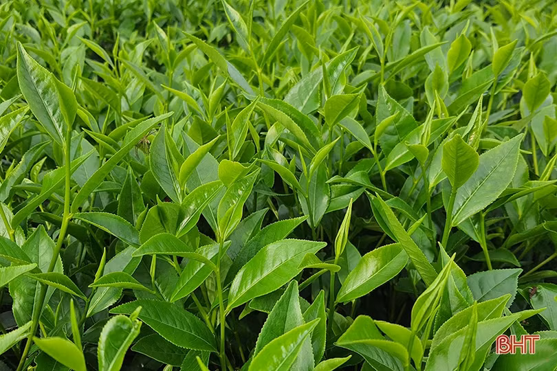 Người dân vùng thượng Kỳ Anh thắng lợi vụ chè đầu năm ảnh 2 Người dân vùng thượng Kỳ Anh thắng lợi vụ chè đầu năm