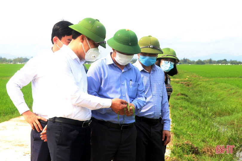 Máy bay không người lái phun thuốc trừ đạo ôn tại Thạch Hà