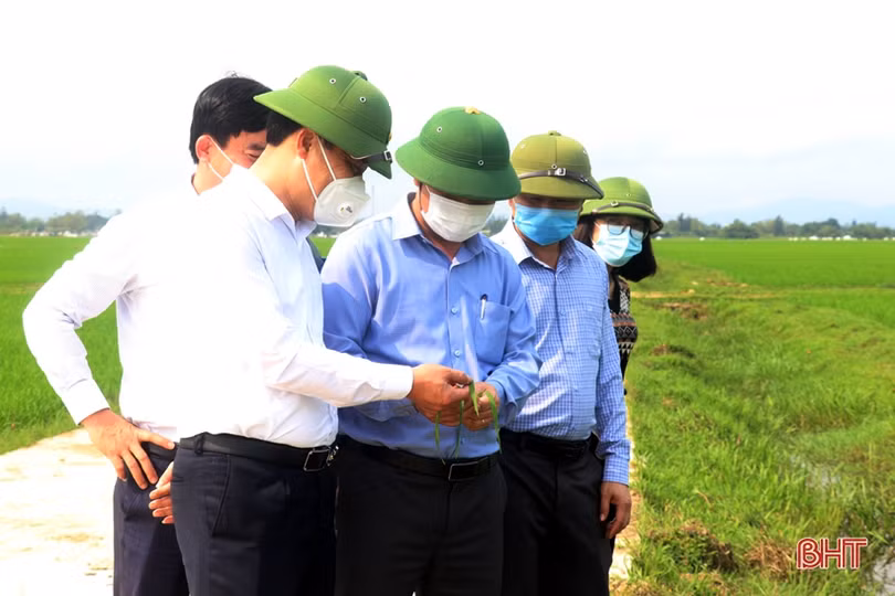 Máy bay không người lái phun thuốc trừ đạo ôn tại Thạch Hà