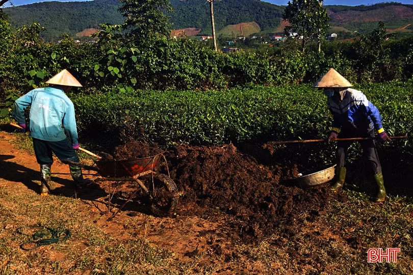 Người dân vùng thượng Kỳ Anh thắng lợi vụ chè đầu năm