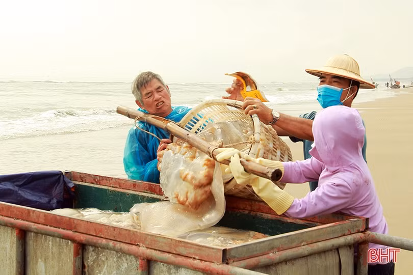 Ngư dân Nghi Xuân vào mùa đánh bắt sứa