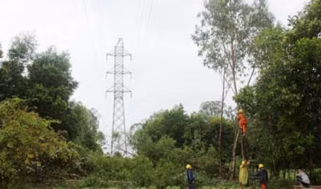 Phát quang, giải toả hành lang an toàn lưới điện.