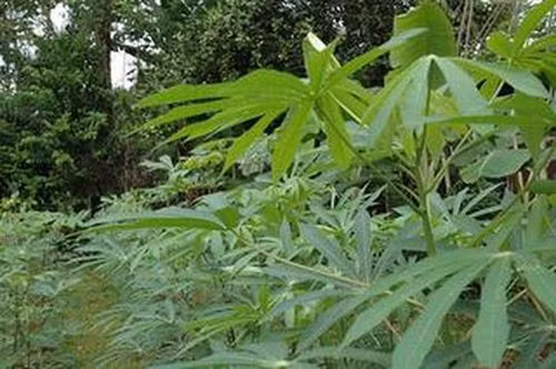 Sắn xanh kỳ vọng! Ảnh: Internet