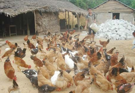 Mô hình chăn nuôi gà thả vườn của anh Nguyễn Văn Dũng ở xóm Cao Phong
