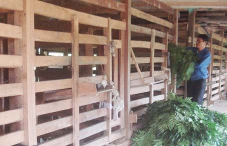 Mô hình nuôi hươu 17 con của gia đình anh Hoàng Đình Chiến ở xóm Tân Hưng