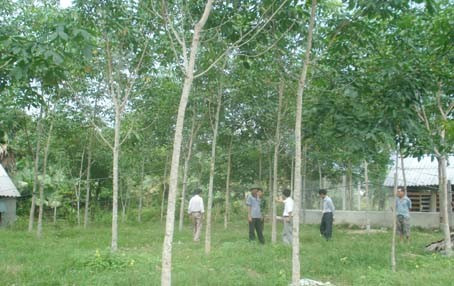 Mô hình trồng cao su tiểu điền, kết hợp chăn nuôi hươu của gia đình anh Nguyễn Hoàng ở xóm Cao Phong