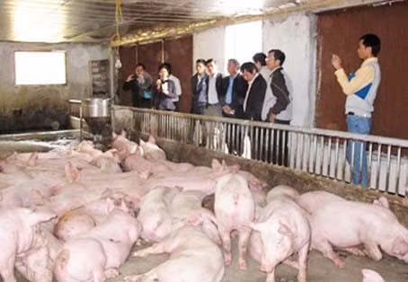 ... và mô hình chăn nuôi lợn thịt thương phẩm liên kết với Công ty chăn nuôi CP Việt Nam