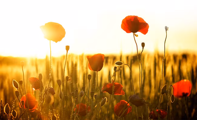 Hai mảnh đời, một nguyện ước…