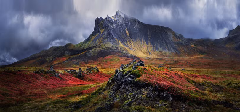 Ảnh rừng tràm Đồng Tháp đoạt giải tại Siena 2018