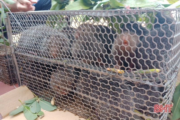 Thả 25 cá thể dúi mốc về Vườn Quốc gia Vũ Quang