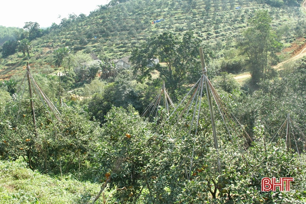 Nông dân Vũ Quang ước thu khoảng 450 tỷ đồng từ cam