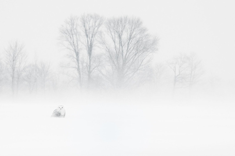 Ảnh rừng tràm Đồng Tháp đoạt giải tại Siena 2018 - Ảnh 7. Ảnh rừng tràm Đồng Tháp đoạt giải tại Siena 2018