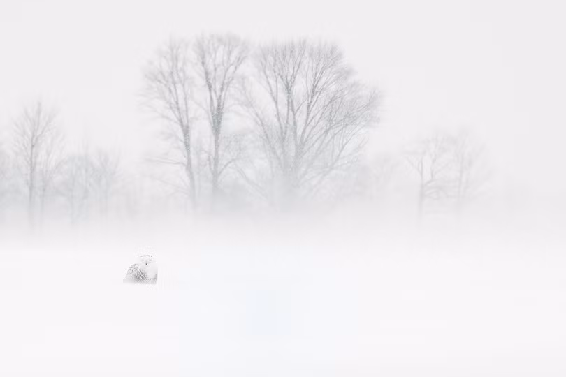 Ảnh rừng tràm Đồng Tháp đoạt giải tại Siena 2018