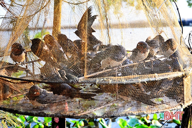 Thu giữ, tiêu hủy trên 3.000m lưới bẫy chim trời