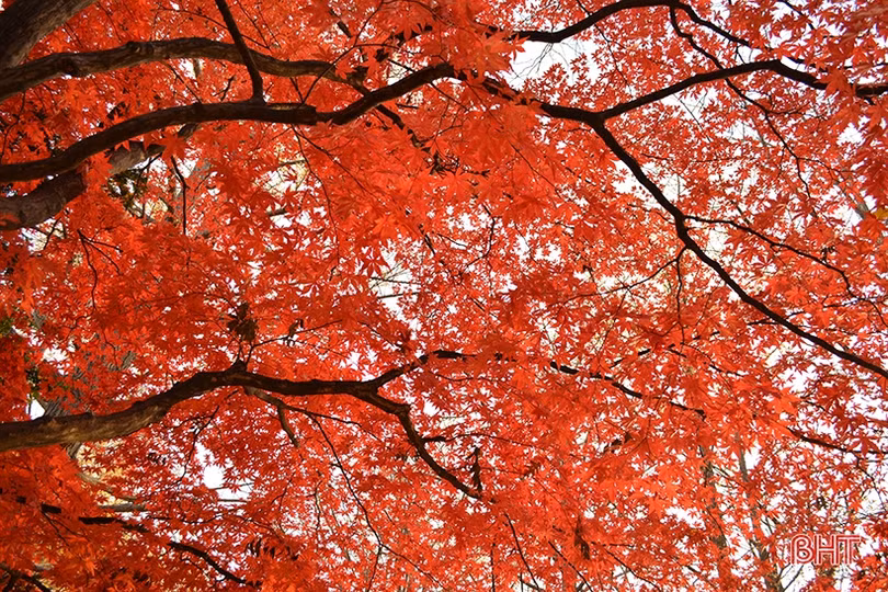 Mùa thu vàng nước Nga qua góc ảnh của du học sinh Hà Tĩnh