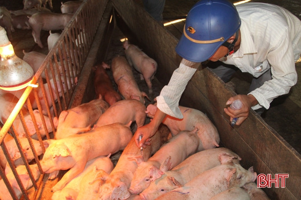 Hết thời hạn, nhiều địa phương vẫn chưa tổ chức tiêm phòng gia súc, gia cầm