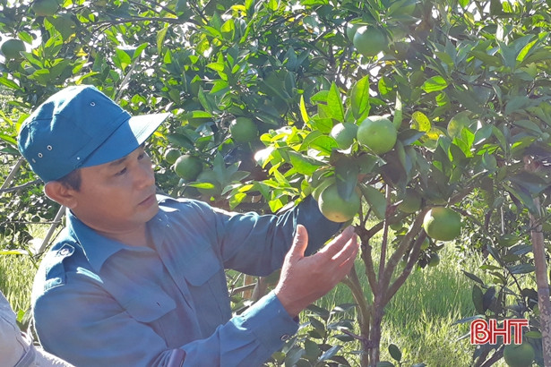 Nông dân Vũ Quang ước thu khoảng 450 tỷ đồng từ cam