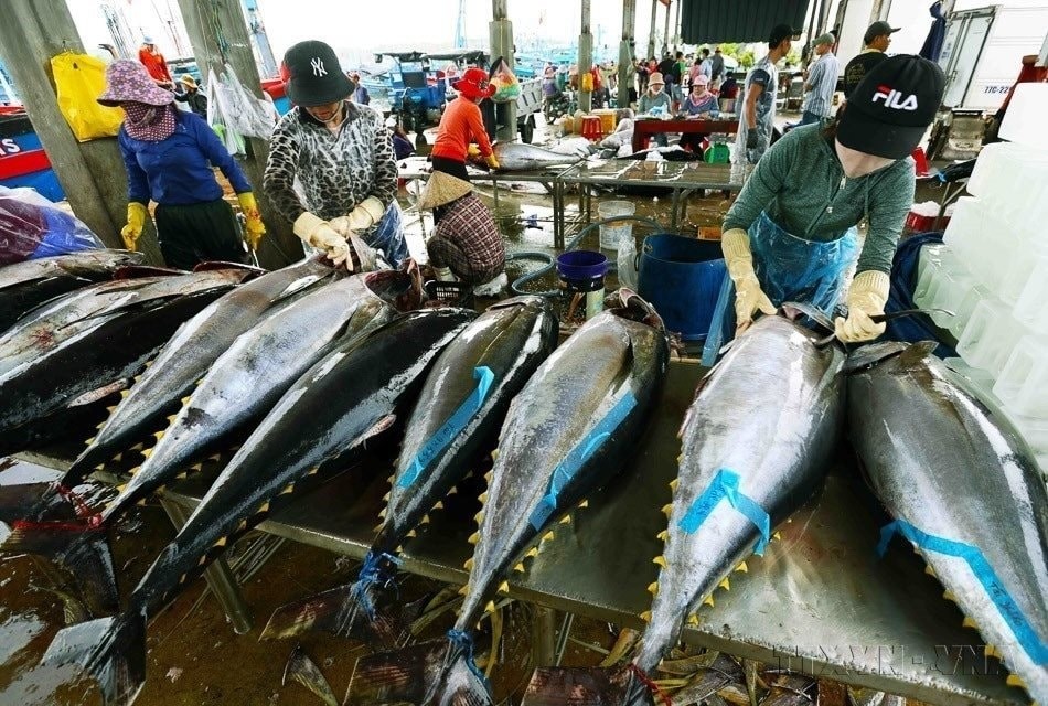 Sơ chế cá ngừ đại dương trước khi vận chuyển đi tiêu thụ. (Ảnh: Vũ Sinh/TTXVN)