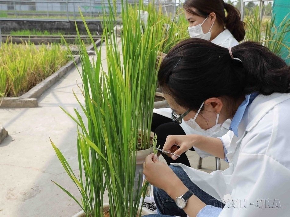 Kỹ sư tiến hành thụ phấn giống lúa đang nghiên cứu tại Viện nghiên cứu nông nghiệp Lộc Trời, tỉnh An Giang. (Ảnh: Phạm Hậu - TTXVN)