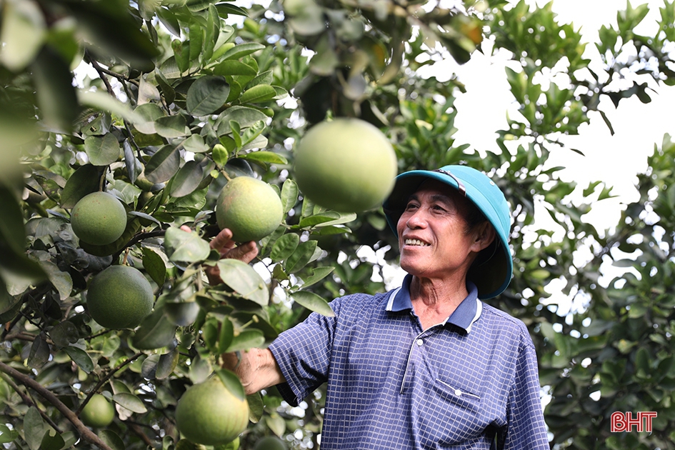 Người cựu binh ở Hà Tĩnh dành 4-6 tiếng mỗi ngày chăm vườn mẫu sum suê cây trái ảnh 13 Người cựu binh ở Hà Tĩnh dành 4-6 tiếng mỗi ngày chăm vườn mẫu sum suê cây trái