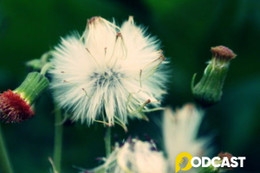 Podcast tản văn: Nhớ một loài hoa báo Tết