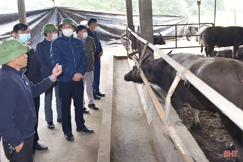 Nhiệt độ giảm sâu, nông dân Hà Tĩnh phòng đói, rét cho đàn vật nuôi