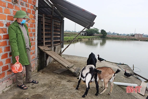 Giá thức ăn liên tục tăng, “làm khó” người chăn nuôi Hà Tĩnh