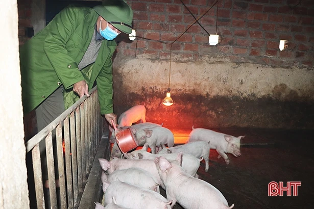 Giá thức ăn liên tục tăng, “làm khó” người chăn nuôi Hà Tĩnh