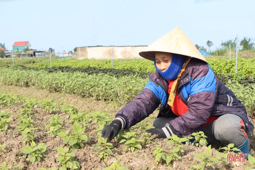 Được giá, nông dân làng rau gia vị nổi tiếng Hà Tĩnh thu lãi cao mỗi ngày