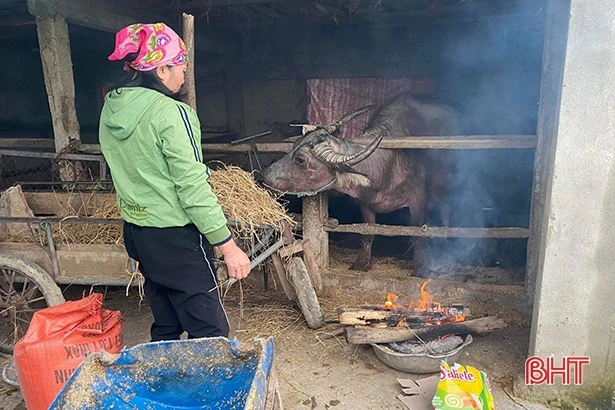 Nhiệt độ giảm sâu, nông dân Hà Tĩnh phòng đói, rét cho đàn vật nuôi