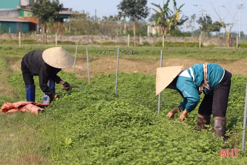 Được giá, nông dân làng rau gia vị nổi tiếng Hà Tĩnh thu lãi cao mỗi ngày