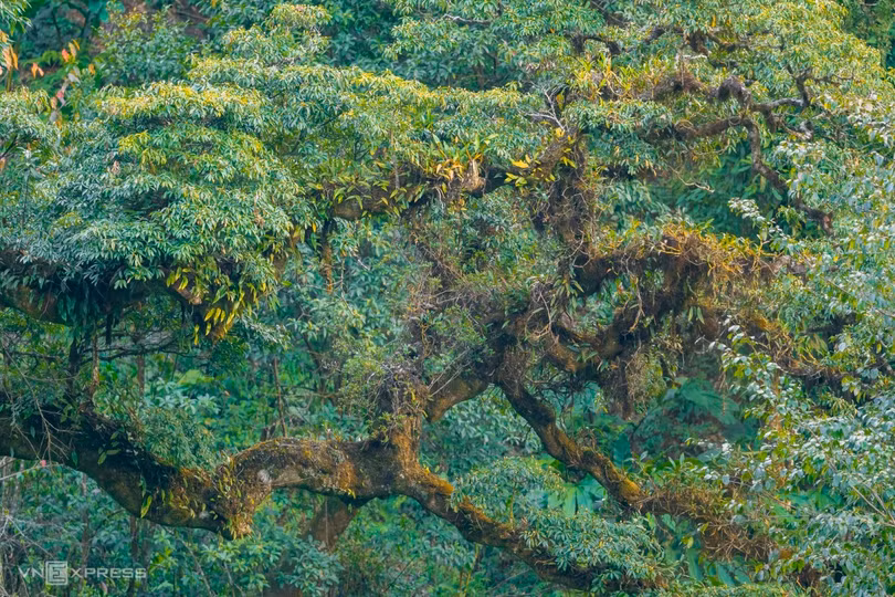 Hành trình săn ảnh chim ở Mù Cang Chải