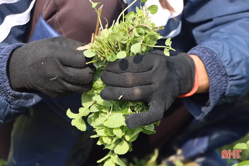 Được giá, nông dân làng rau gia vị nổi tiếng Hà Tĩnh thu lãi cao mỗi ngày