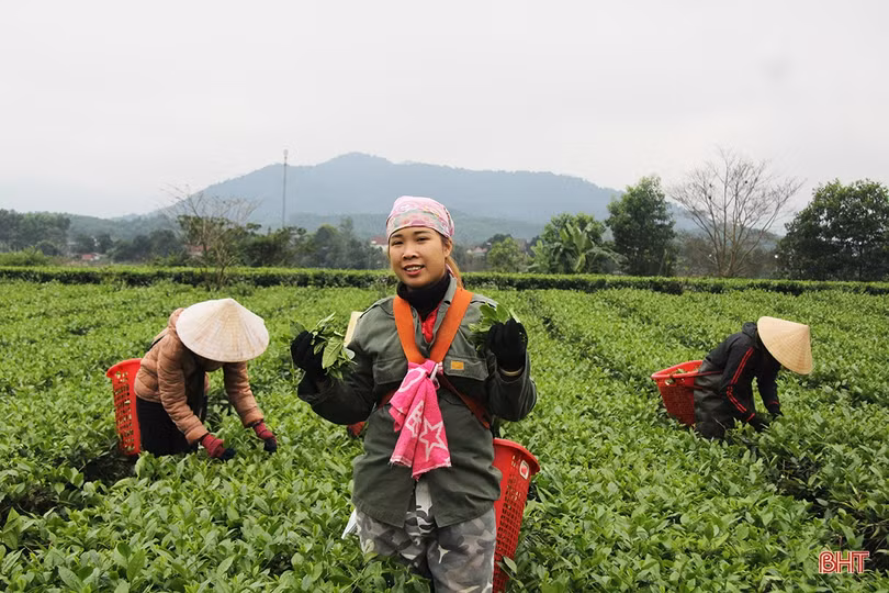 Chiêm ngưỡng vẻ đẹp tựa chốn bồng lai của đồi chè ở Trung Quốc